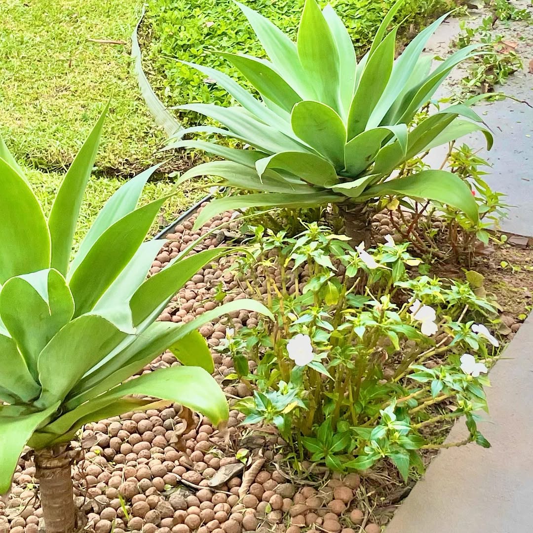 Projeto paisagístico 2